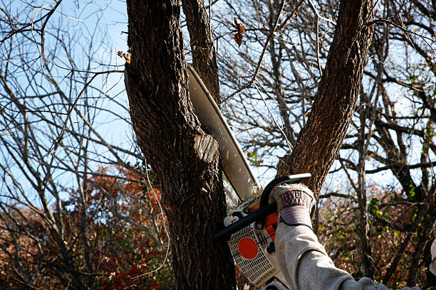 Tree and Shrub Care