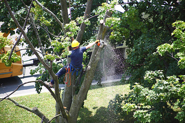  Graham, NC Tree Services Pros